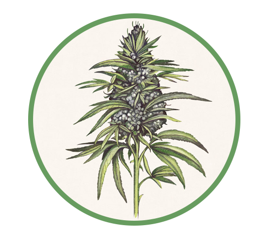 Hand drawn image of cannabis flower